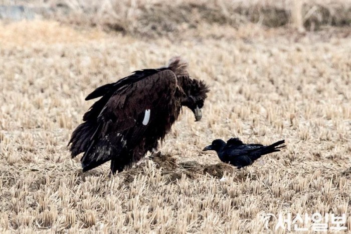 (포토뉴스)까마귀가 자신을 독수리로 착각한 듯 독수리 먹이를 뺏어먹고 있는 장면.jpg