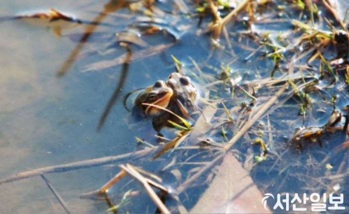 (포토뉴스)다가오는 경칩에 개구리가 겨울잠에서 깨 머리를 뻐금 내미는 장면.JPG