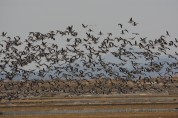 ‘천수만 철새도래지’ 환경부 생태관광지역 재지정