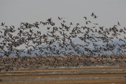 ‘천수만 철새도래지’ 환경부 생태관광지역 재지정