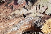 대산읍 소나무재선충병 신규 발생...황금산 인근 산림 의심 증상 발견